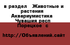  в раздел : Животные и растения » Аквариумистика . Чувашия респ.,Порецкое. с.